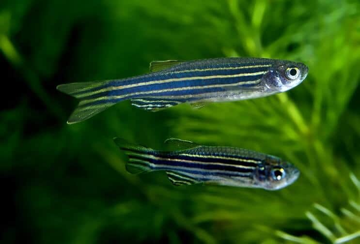 Zebra Danios Natación