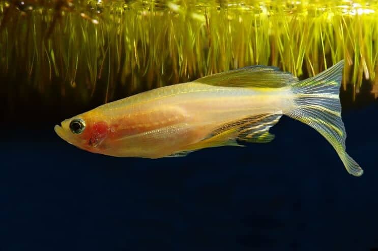 Morph dorado Zebra Danio