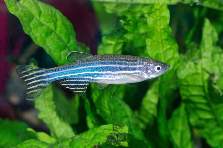 Hábitat Zebra Danio