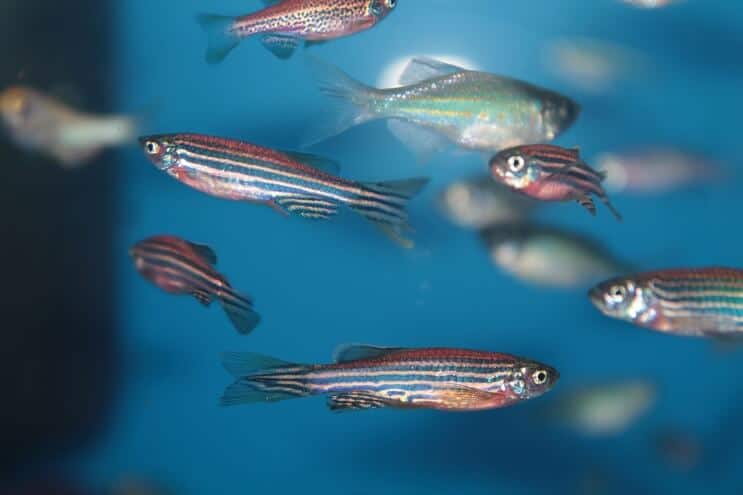 Compañeros de tanque Zebra Danio