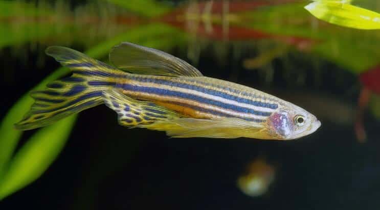Danio cebra de aleta larga