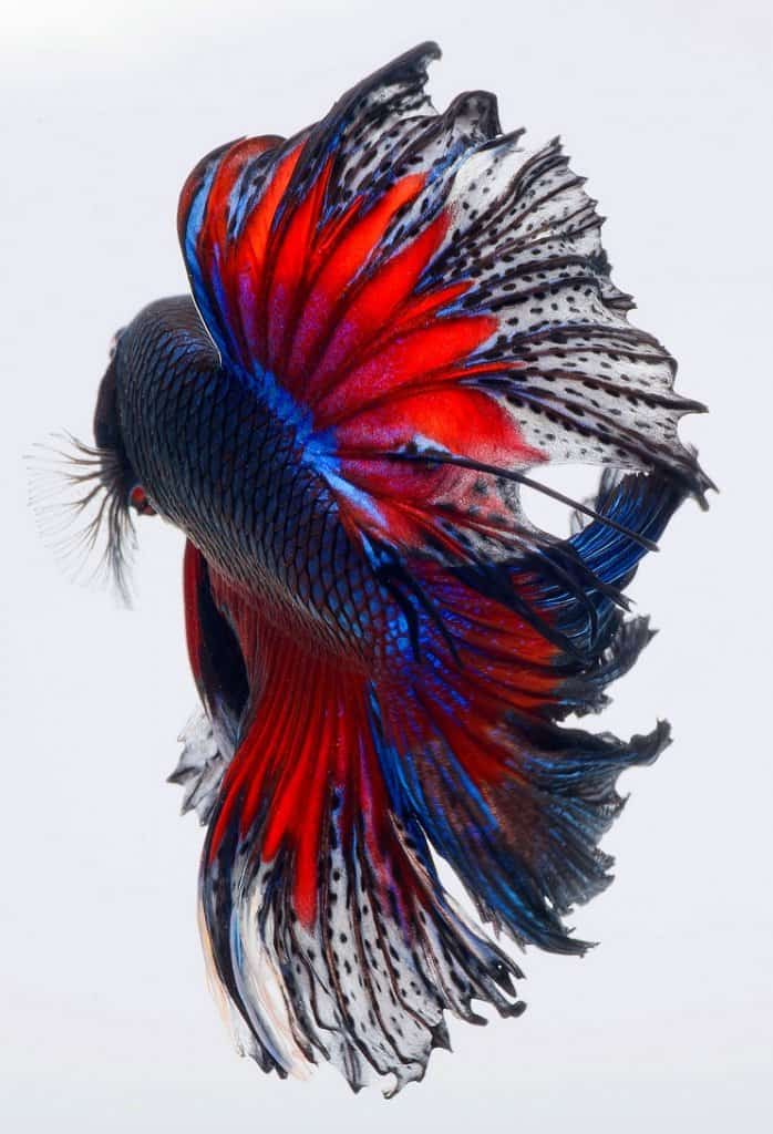 Pez Betta