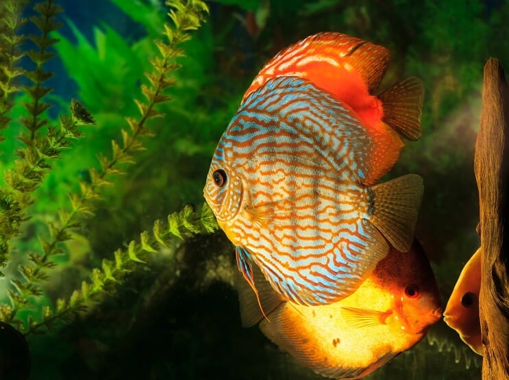 Disco Symphysodon