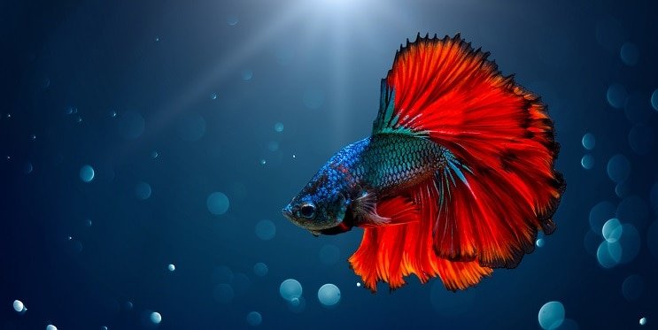 Pez Betta