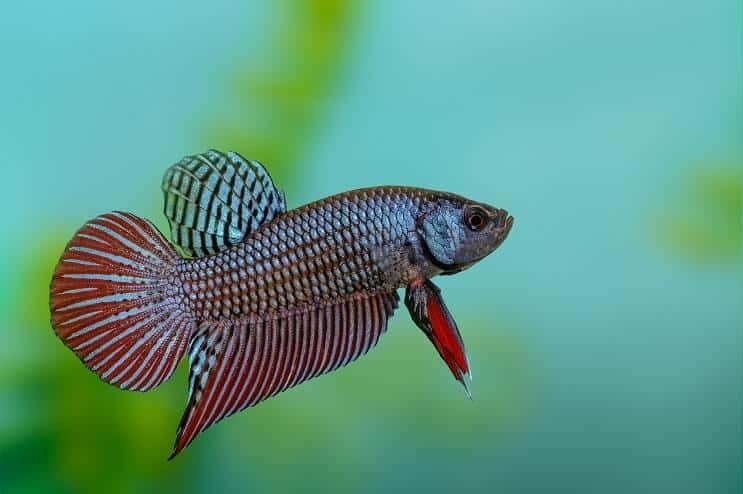 Pez Betta