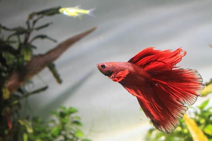 Pez betta, natación