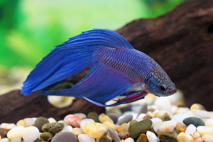 Betta azul