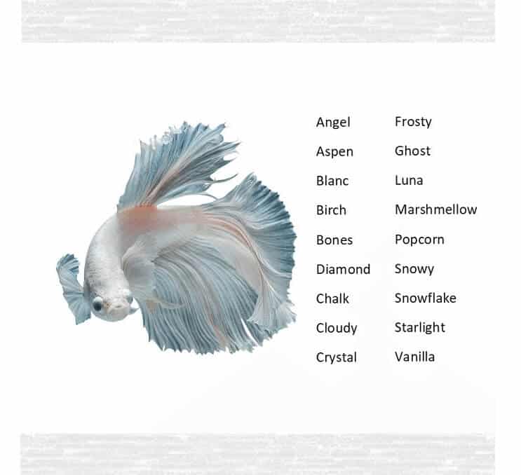 Nombres de peces Betta