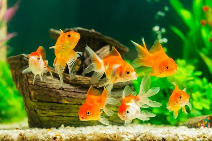 Pescado