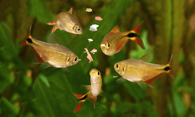 Alimentando peces