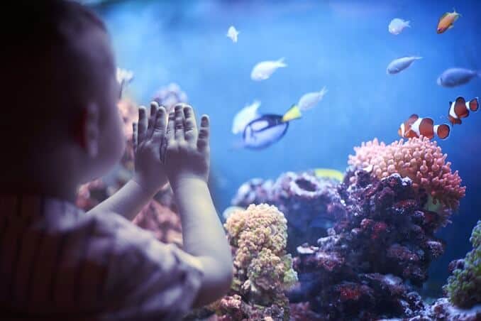 Niño en el acuario