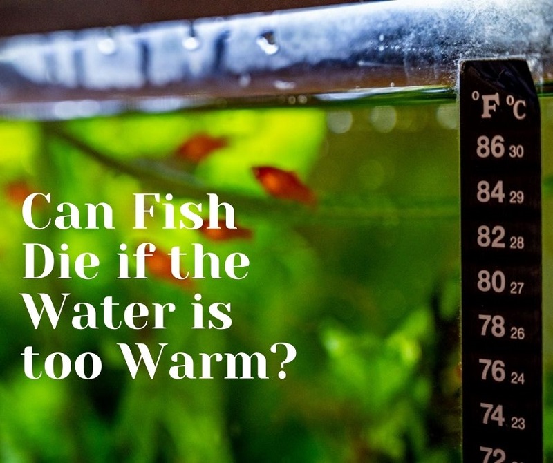 ¿Pueden morir los peces si el agua está demasiado caliente?