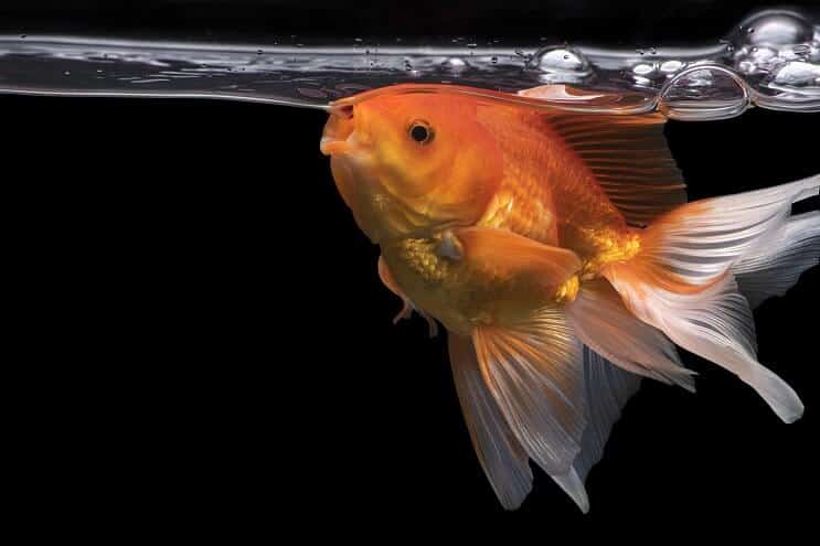 ¿Pueden los peces ahogarse?