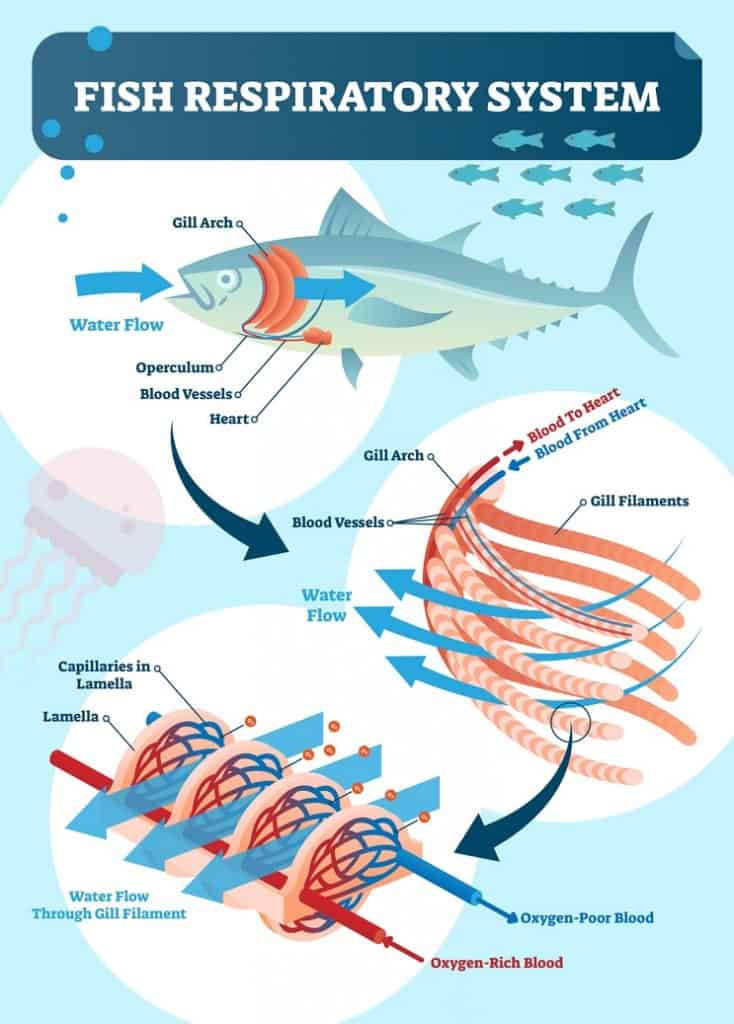 Sistema respiratorio de peces