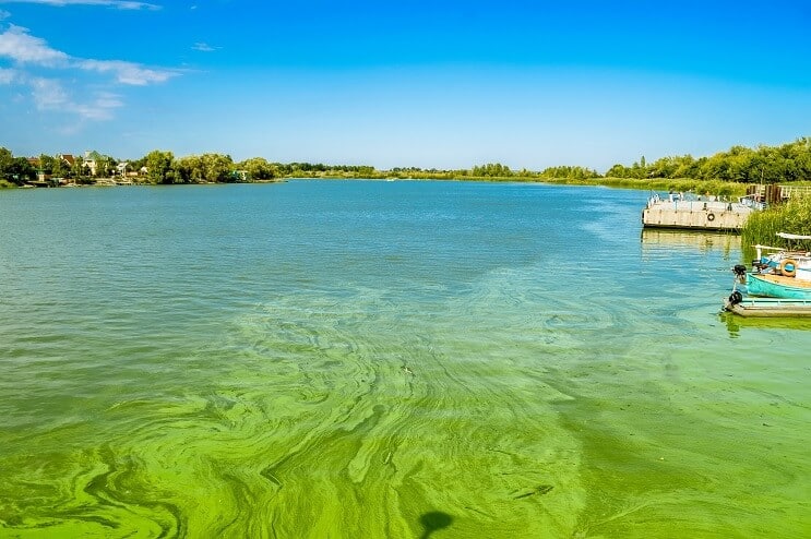 Florecen las algas en el río