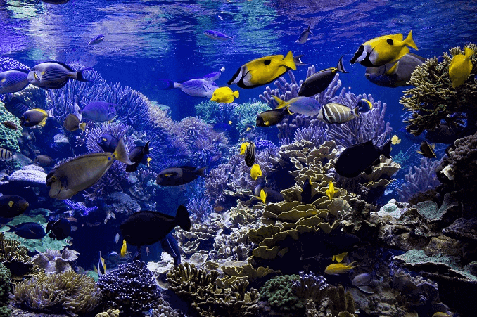 Acuario