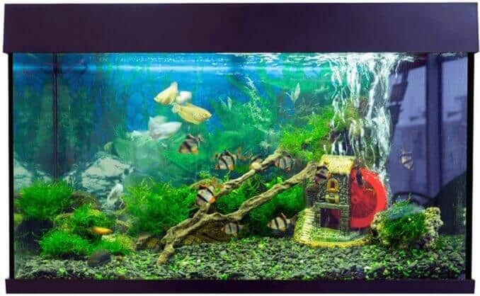 Peces y tanque