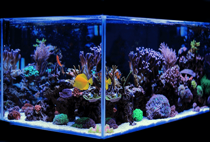 Acuario uno