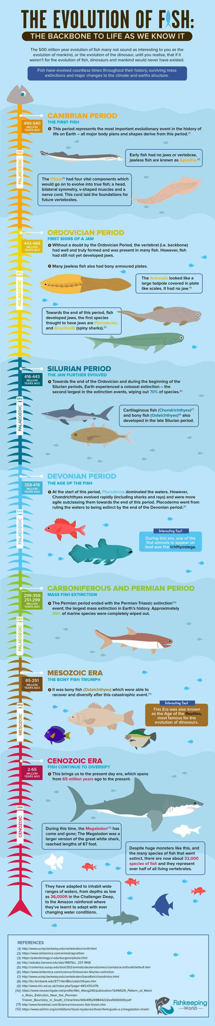 Infografía de la evolución de los peces