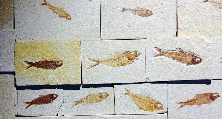 Fósiles de peces