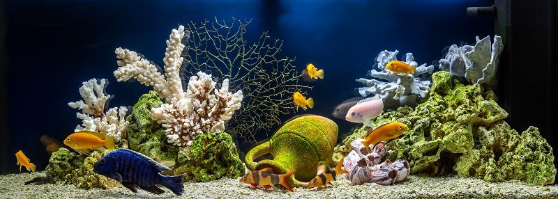 El mejor pescado para principiantes