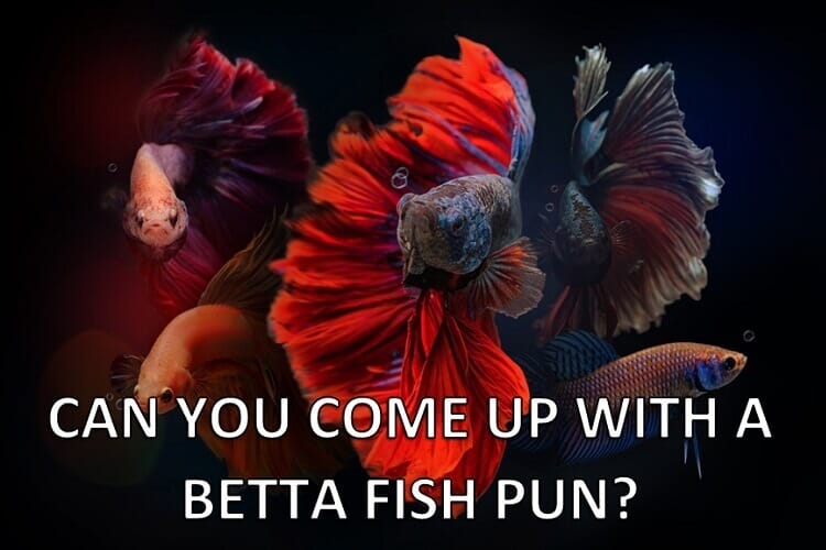 Betta juegos de palabras