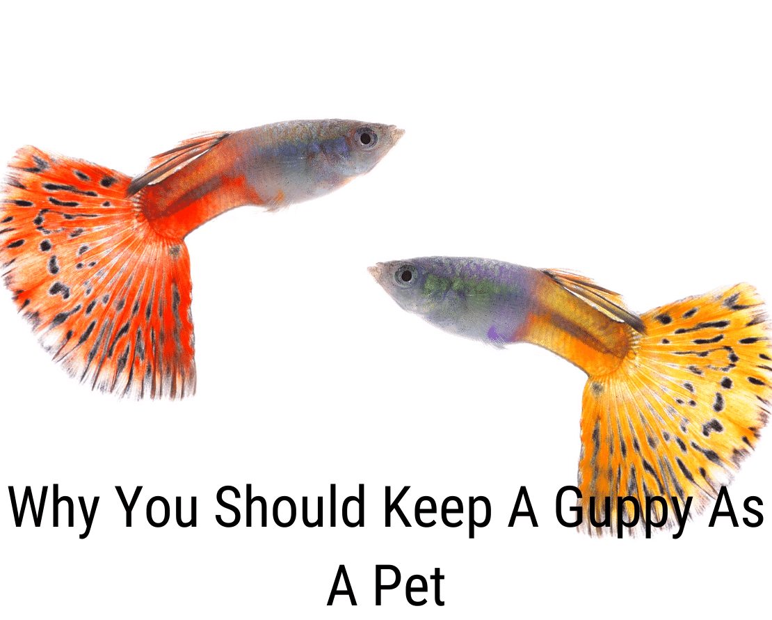 Por qué deberías tener un guppy como mascota