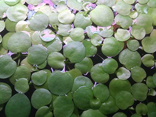 SoShrimp 20+ Plants Amazon Frogbit - Planta flotante de acuario de agua dulce viva