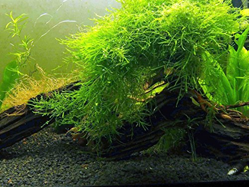 Aquatic Arts Java Moss (porción grande de 25 pulgadas cuadradas) Plantas de agua dulce para acuarios | Planta viva de musgo de Java para acuario | Plantas de acuario en vivo | Combina bien con Marimo Moss Balls en un acuario plantado