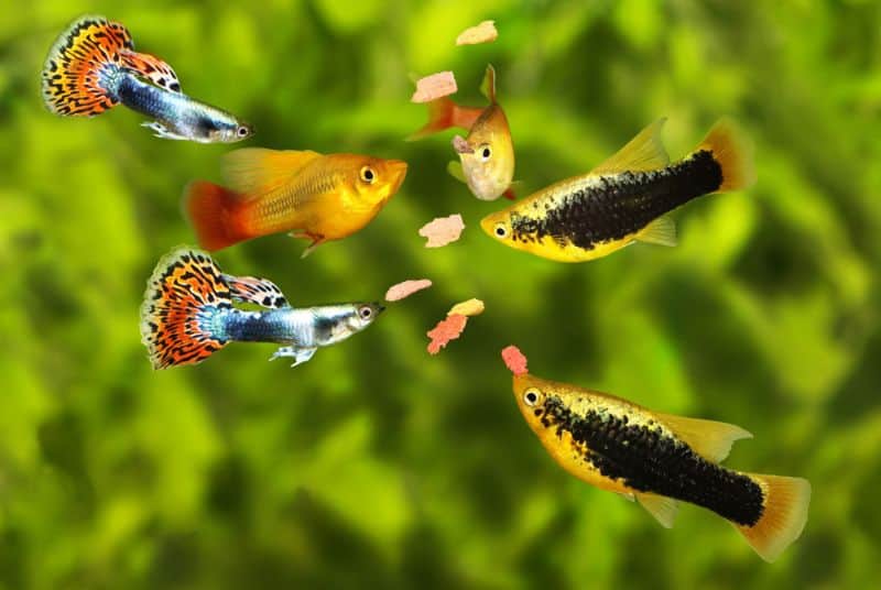 ¿Se pueden cruzar los guppies y los platies?