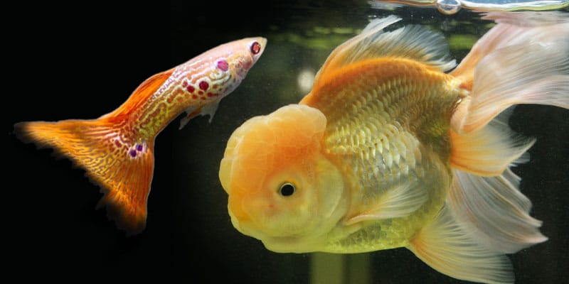 ¿Pueden los guppies comer comida para peces de colores?