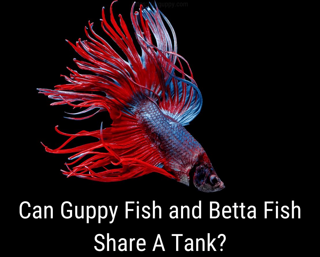 ¿Pueden los peces Guppy y Betta compartir un tanque?