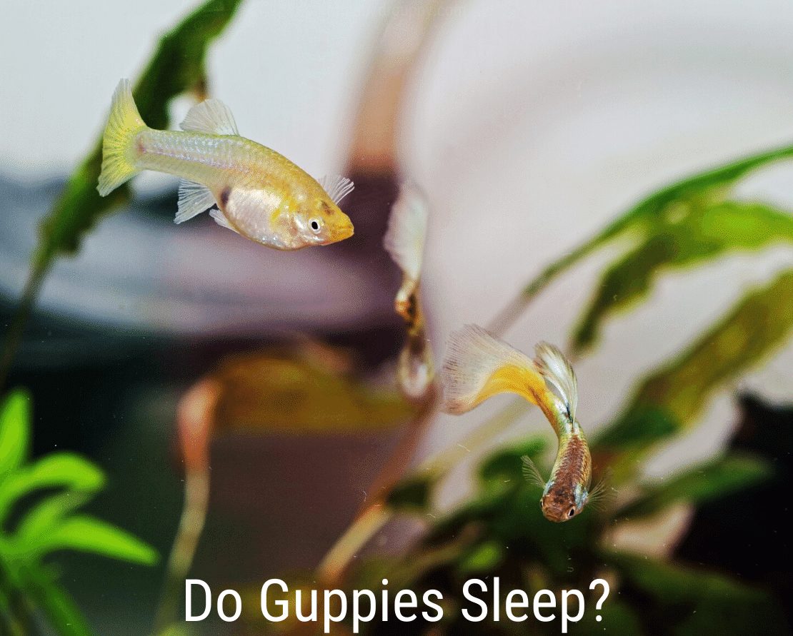 ¿Duermen los guppies?