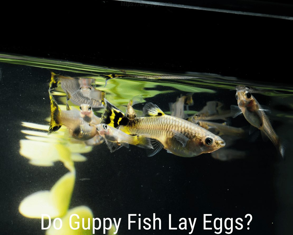 ¿Los peces guppy ponen huevos?