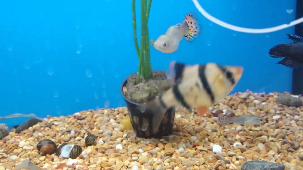 Columna vertebral doblada guppy - escoliosis y tuberculosis