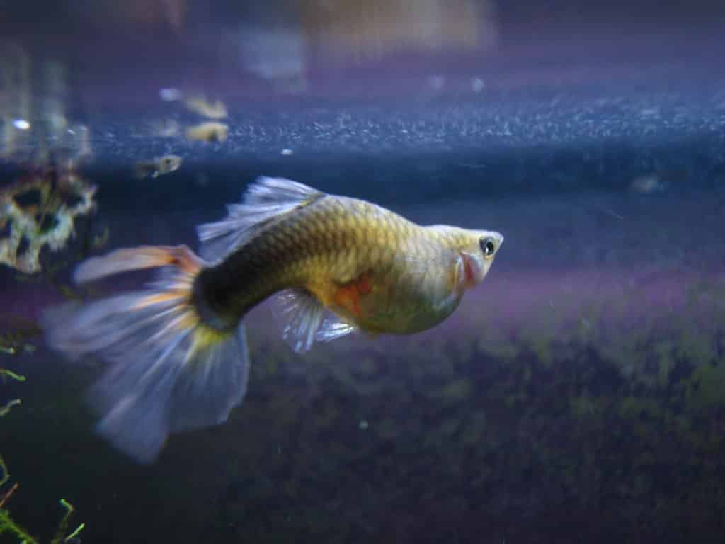 Dropsy del pez guppy: causas y posible tratamiento