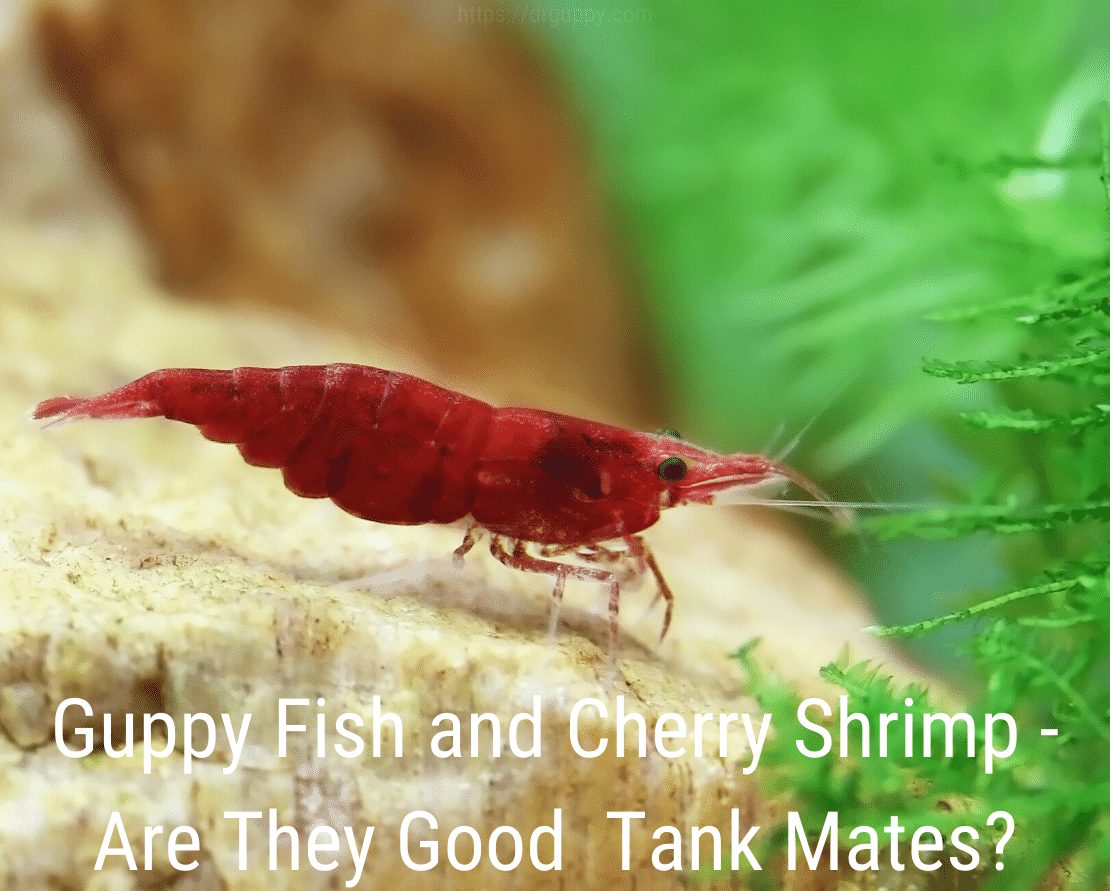 Pez guppy y camarones cereza: ¿son buenos compañeros de tanque?