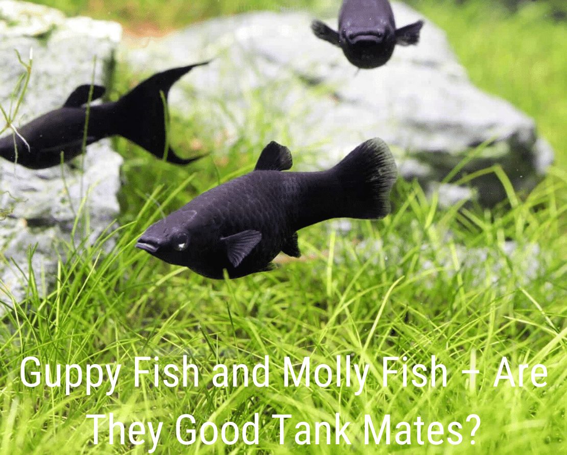 Pez guppy y pez Molly: ¿son buenos compañeros de tanque?