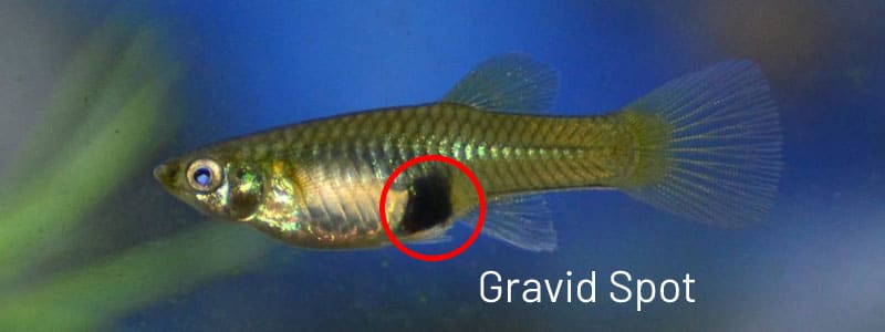 Mancha grávida guppy hembra.