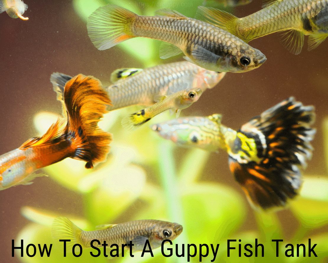¿Cómo iniciar una pecera Guppy?