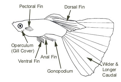 Guppy macho adulto - Partes