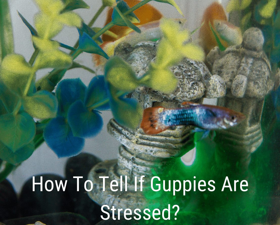 Cómo saber si los guppies están estresados
