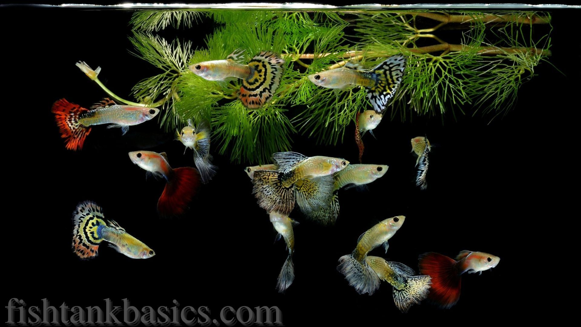Peces guppy cerca de la parte superior de la pecera.