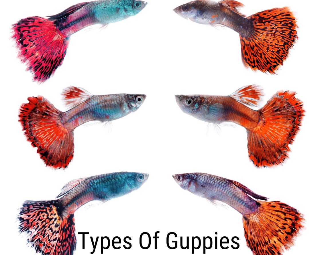Tipos de guppy: todo lo que necesitas saber