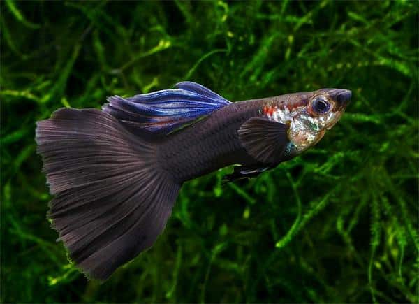 Guppy negro.