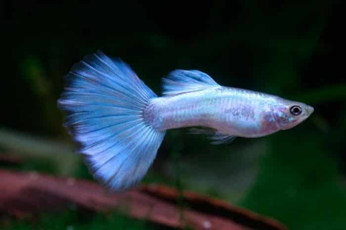 Guppy azul neón.