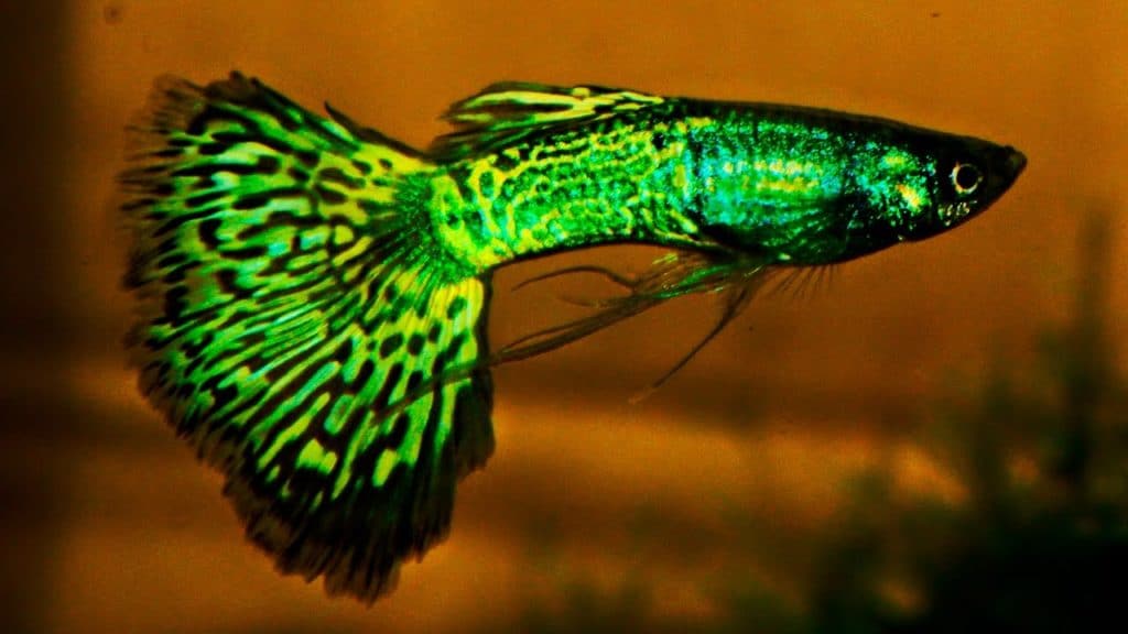 Guppy Cobra metalero verde
