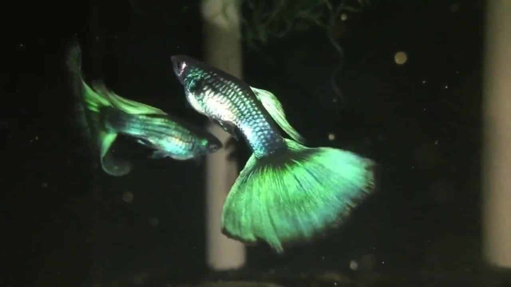 Guppy de Moscú verde