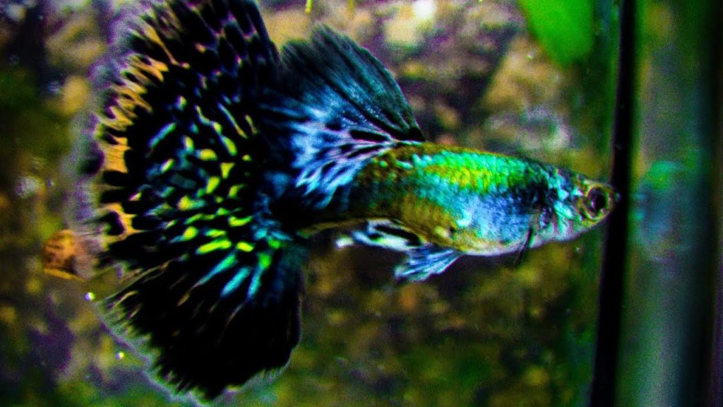Guppy verde de media luna.