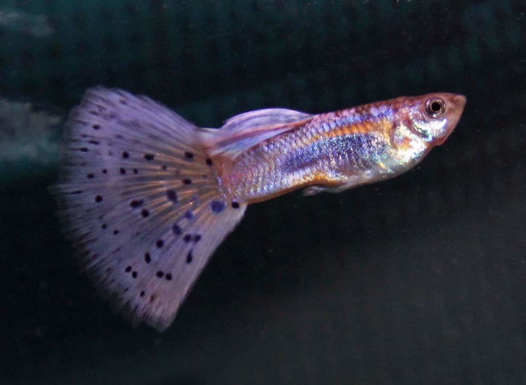 Guppy de cola de hierba morada